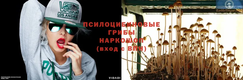 как найти наркотики  Балахна  кракен как войти  Галлюциногенные грибы Psilocybe 